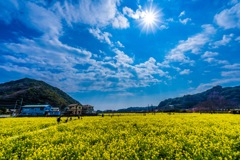 一面の菜の花畑