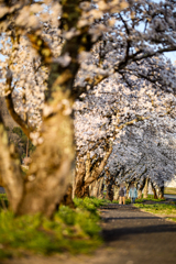 SAKURA WALK①