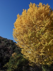 カヌー公園の銀杏