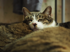 埋もれ寝