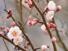 花開く