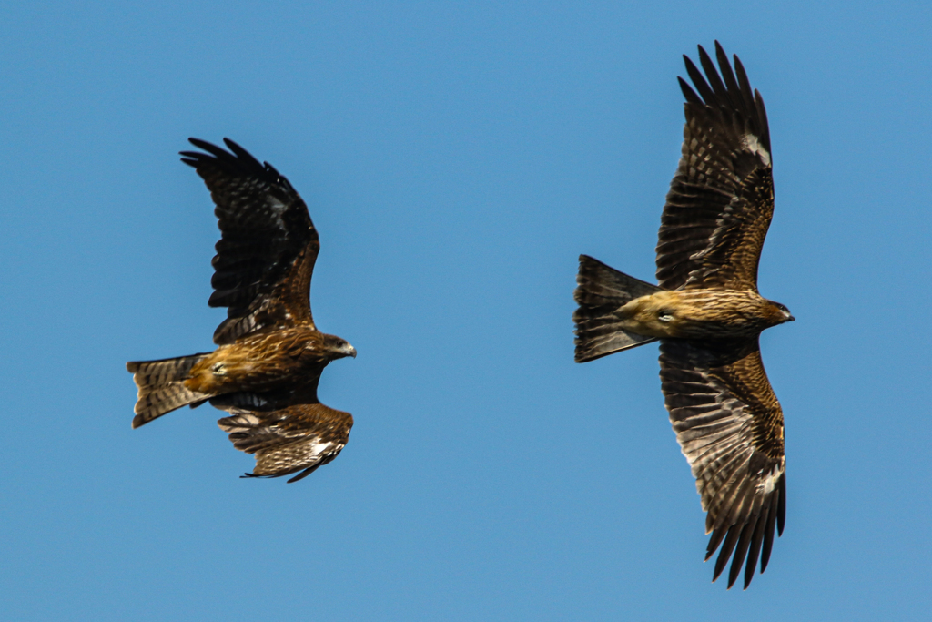 formation flight