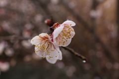 雨に濡れる梅