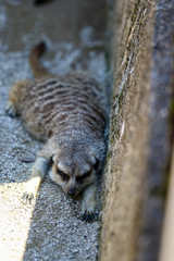 酷暑の安佐動物公園①