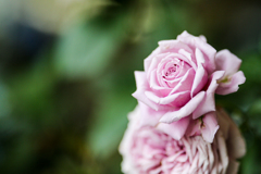 薔薇は漢字で書けない