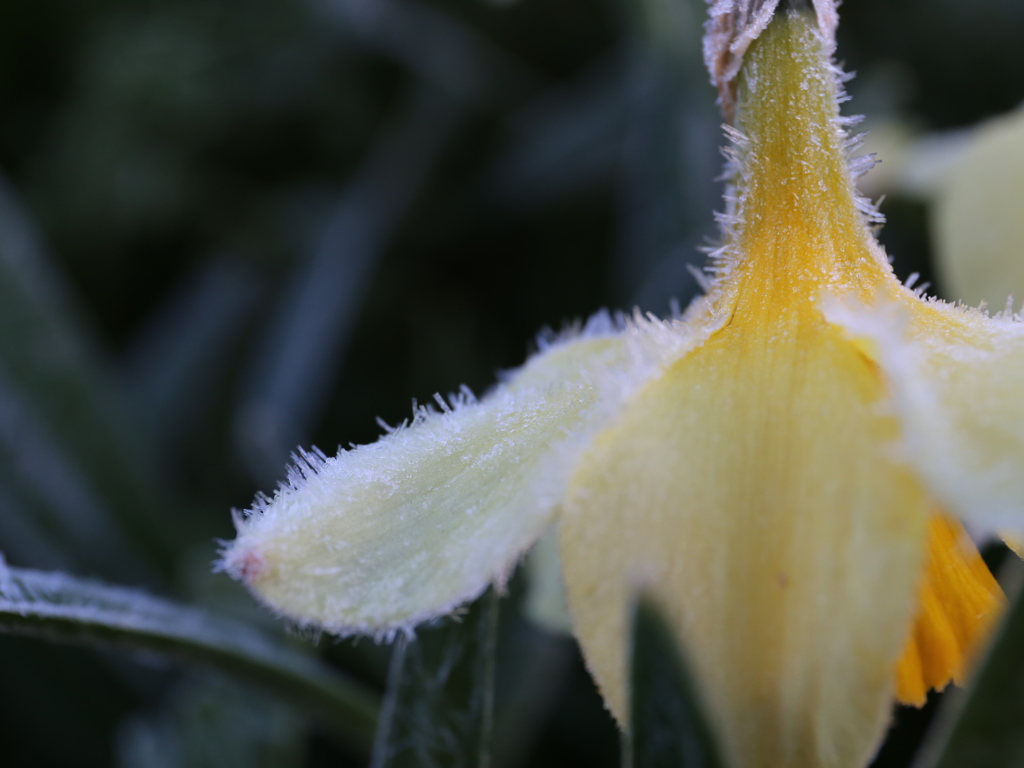 frost