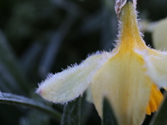frost