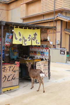 鹿さん来店