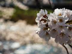 美波羅川千本桜