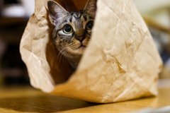 in the paper bag