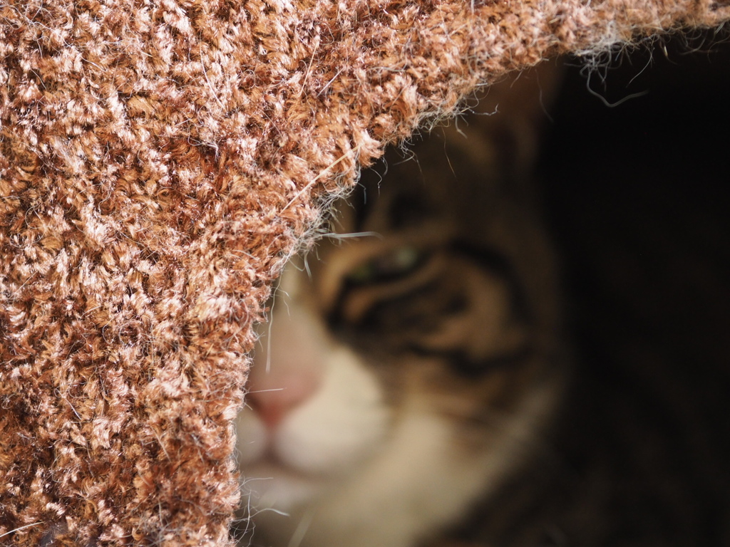 穴猫
