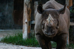 ASA ZOO 散歩 rhinoceros