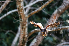 BIRD SHOW