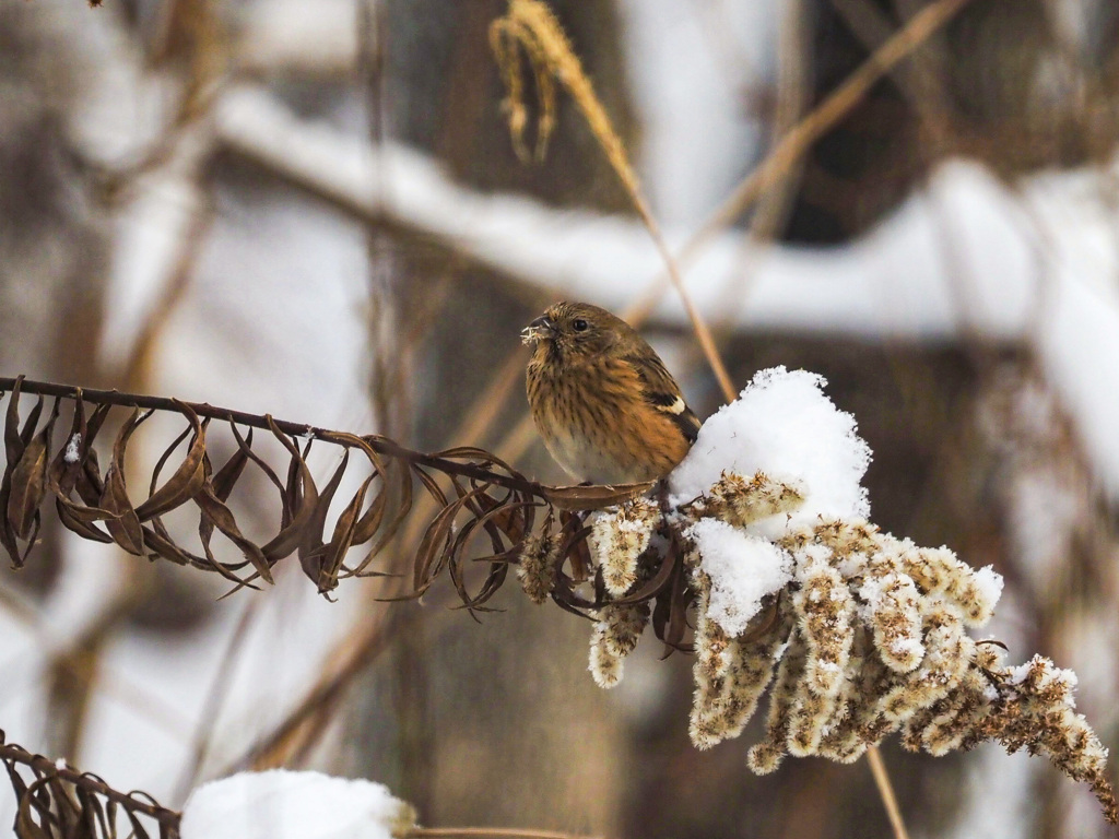 雪と野鳥②