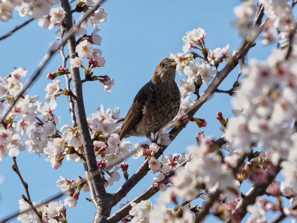 桜と鵯②