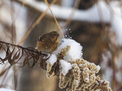 雪と野鳥①