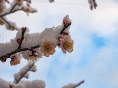 雪梅