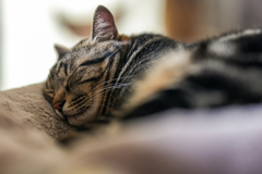 やはり猫はよく寝る