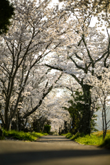 SAKURA WALK②