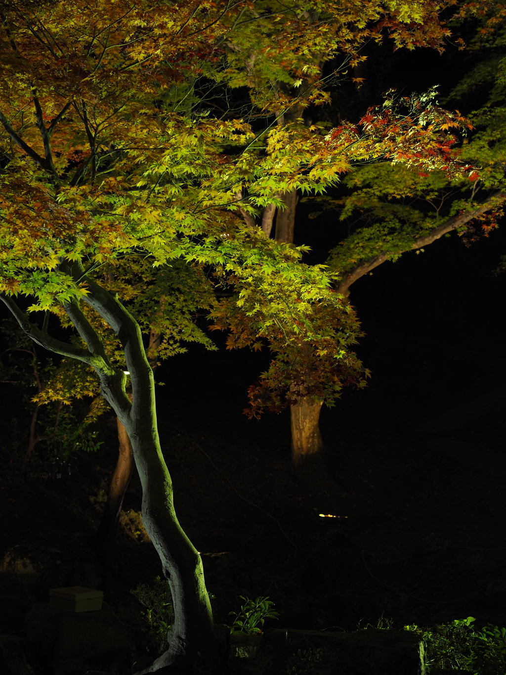 紅葉撮影　〜尾関山公園②〜