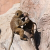 kiss