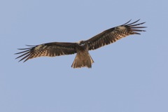KITE