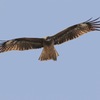 KITE