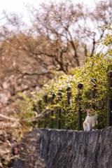 猫と石垣