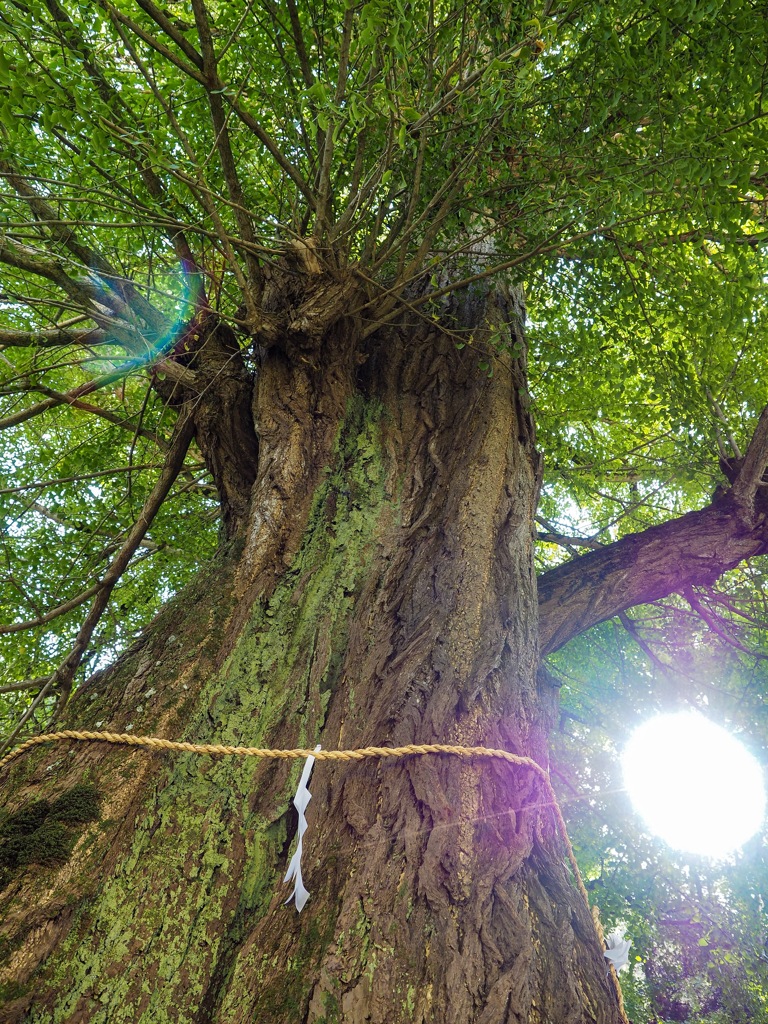 香淀の大銀杏 〜樹齢600年〜