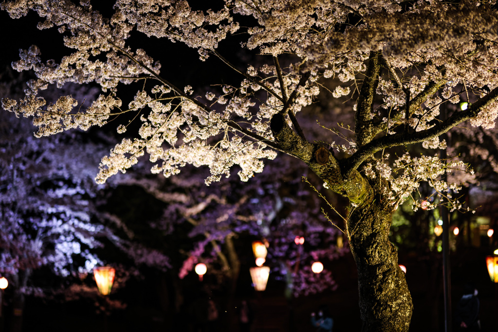 夜桜