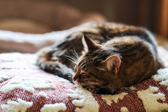 こたつよりお布団派