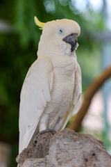 ASA ZOO 散歩　鳥は立って寝る