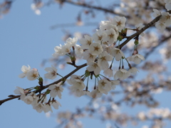 青空と桜