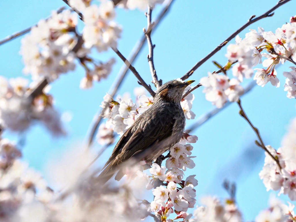 桜と鵯①