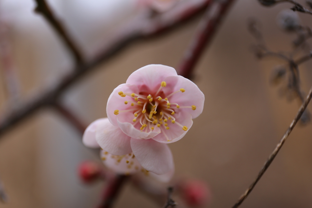 pollen