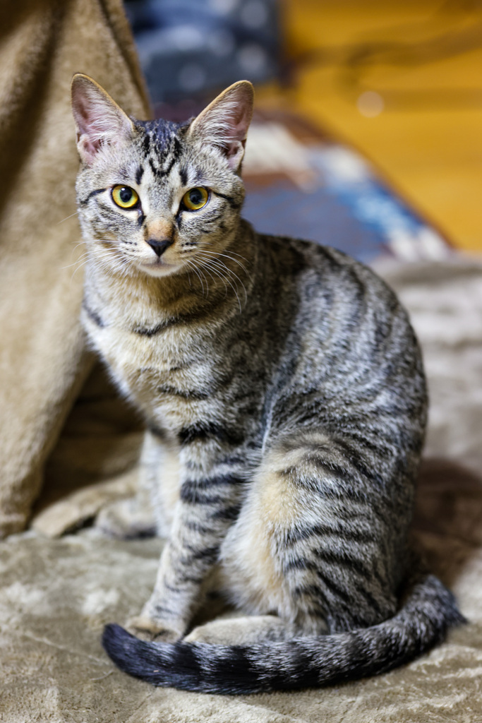 Foto retrato de gato②