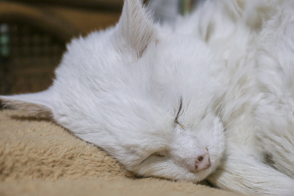 Viejo gato blanco