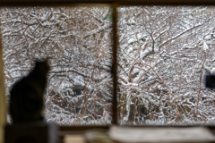 雪の窓
