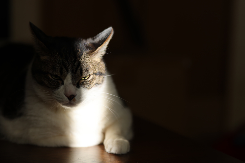 I am boss...