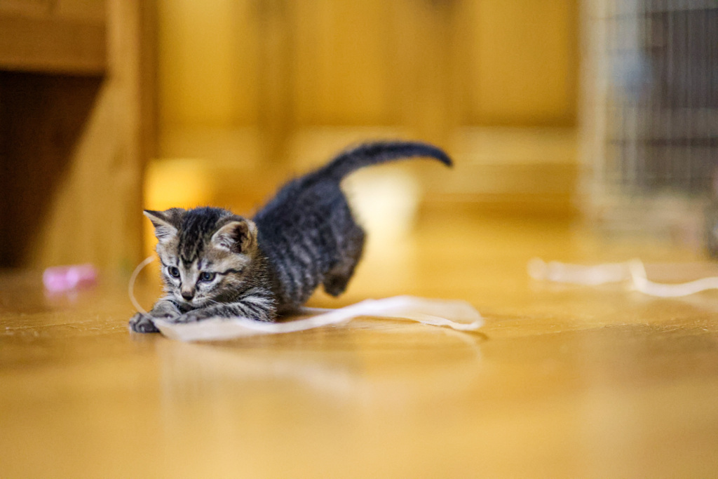 Attack!