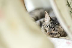 zzz...