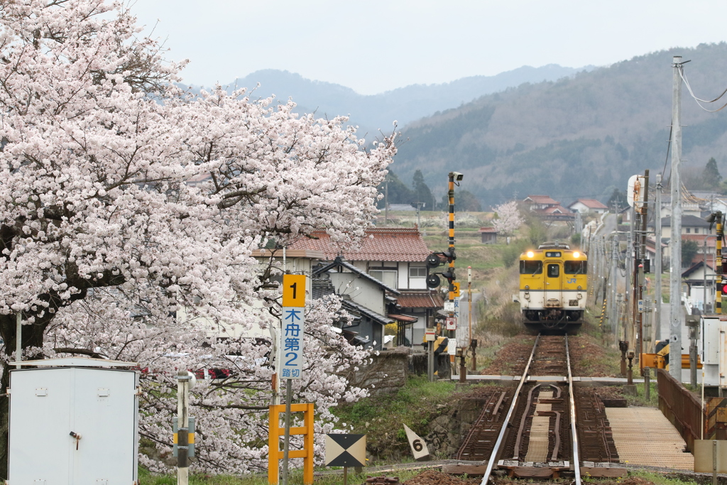 桜と汽車と。