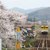 桜と汽車と。