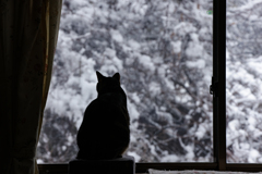 雪が降った日