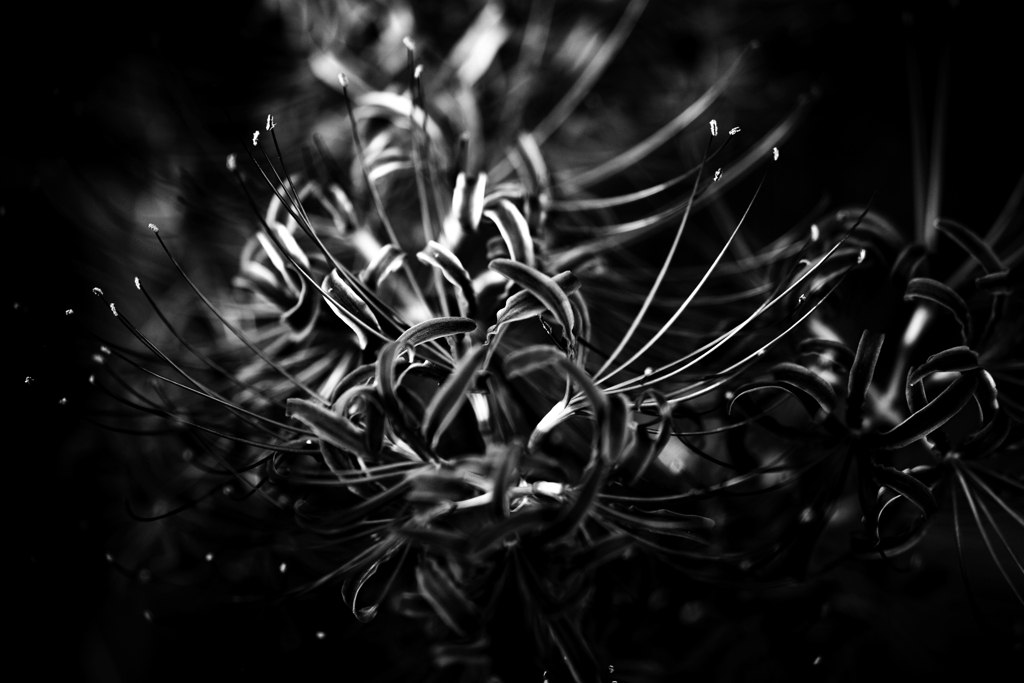 Lycoris radiata :monochrome finish