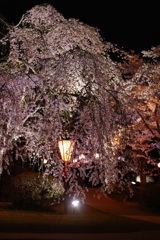 夜の枝垂れ桜