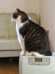 サイズ感