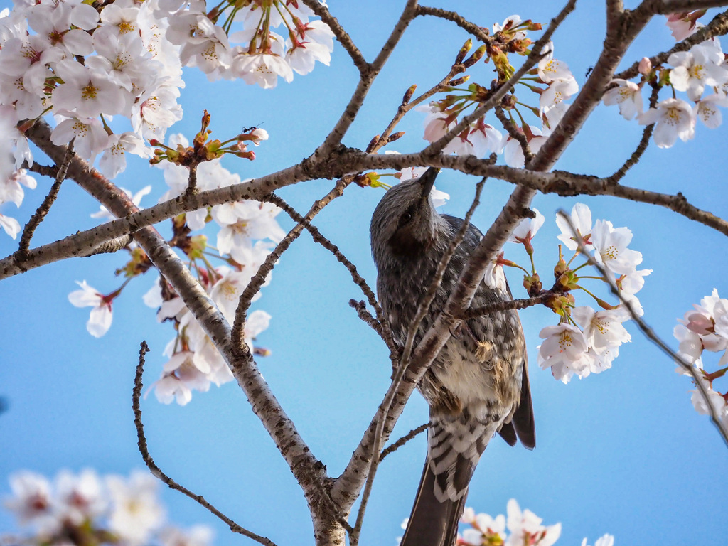 桜と鵯③