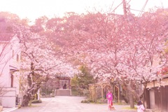 桜