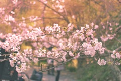 鎌倉